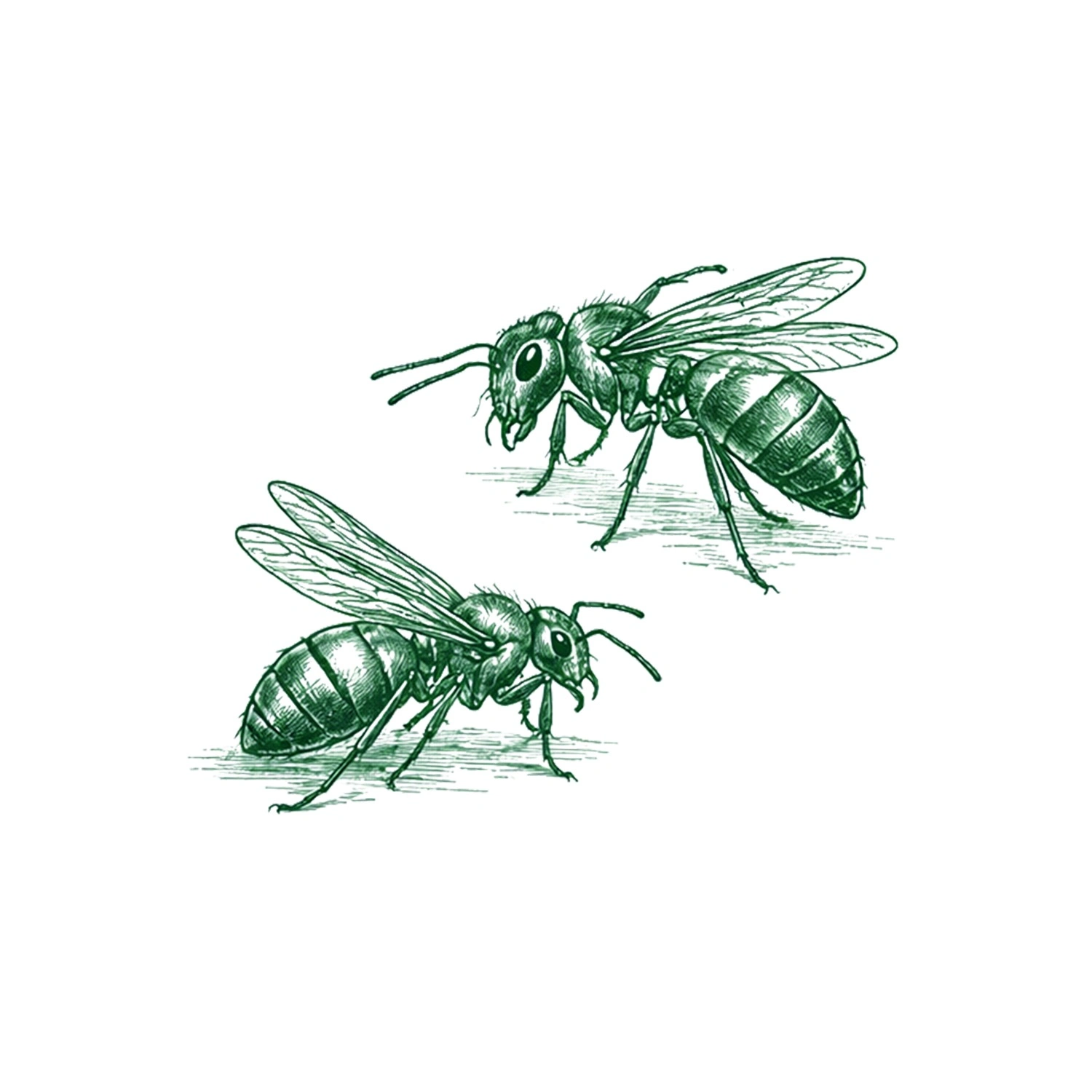 hornet and wasp removal in Grand Prairie
