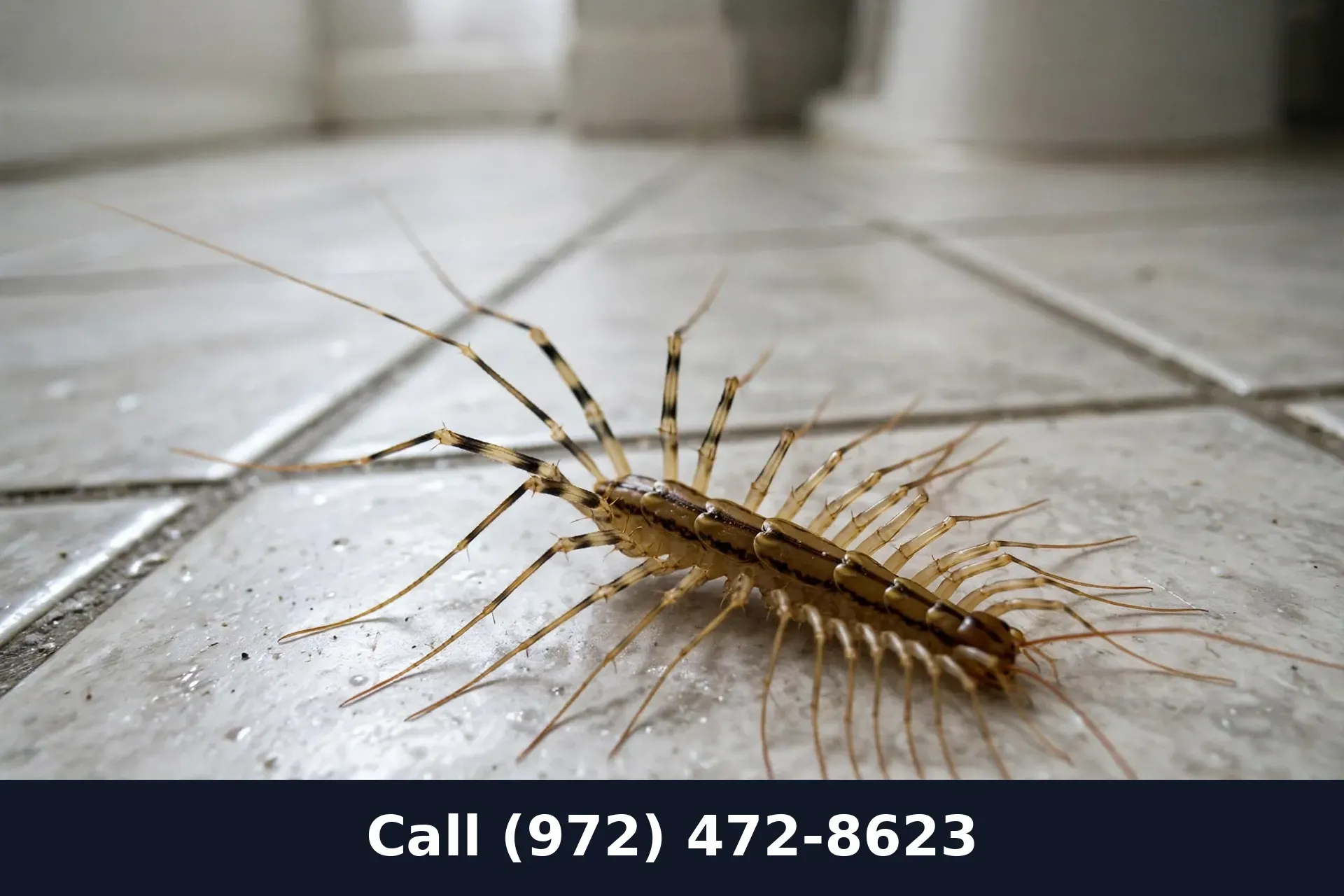 House centipede on bathroom tile floor in a Grand Prairie TX home at night